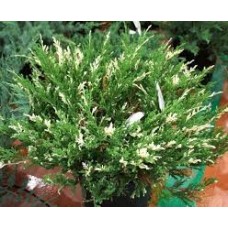 Можжевельник "Andorra Variegata"